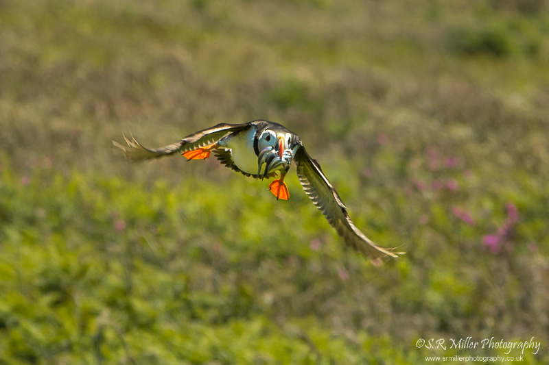 Puffin in-coming