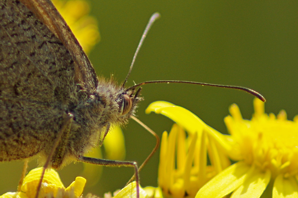 A meadow brown