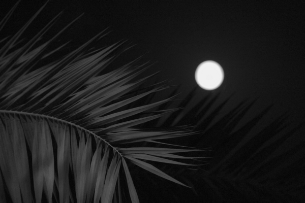 A palm and the moon.