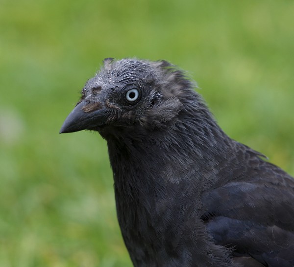 Bad hair day