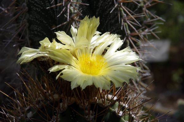 Beauty among the thorns