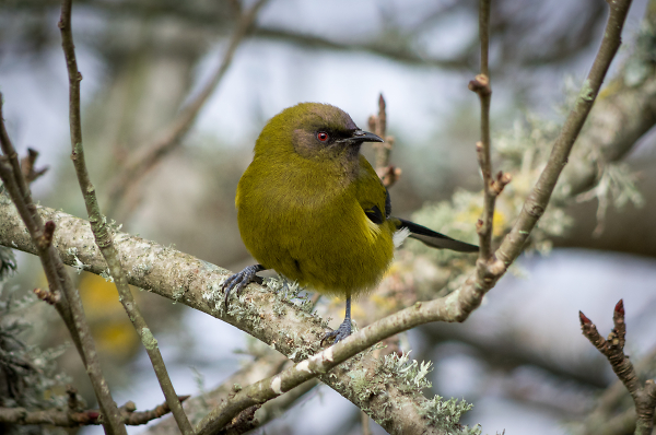 Bellbird