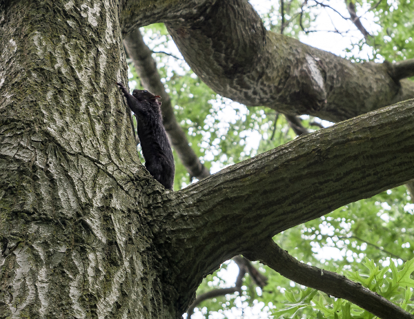 Black Squirrel