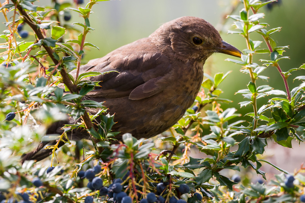 Blackbird collectiong berries.