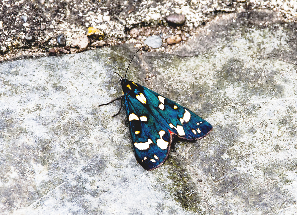 Scarlet Tiger Moth ?