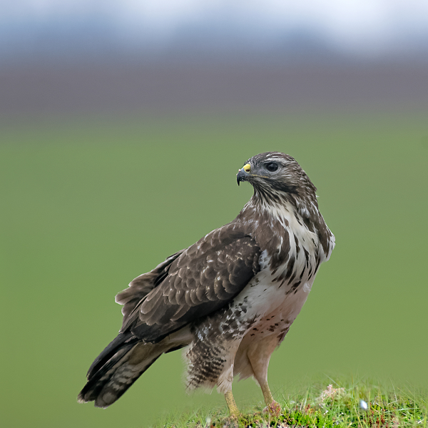 Buzzard