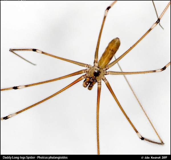 Daddy Long-legs Spider