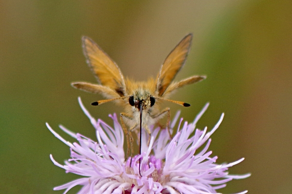 Essex Skipper