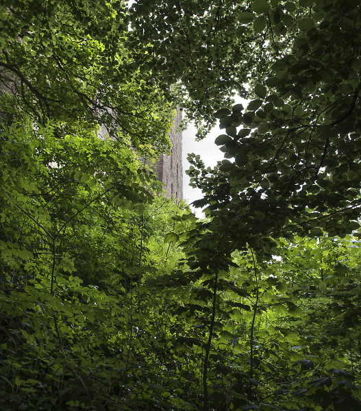 Through the leaves, the castle wall.