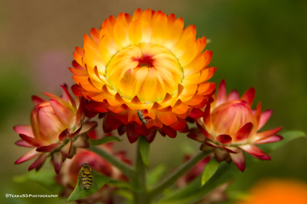 Flower Aflame