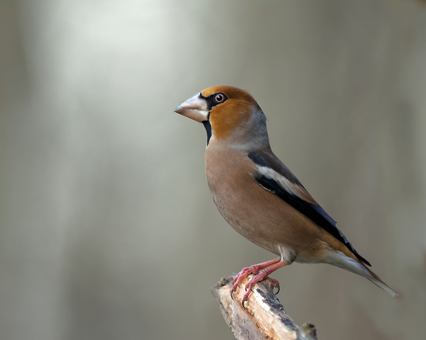 hawfinch