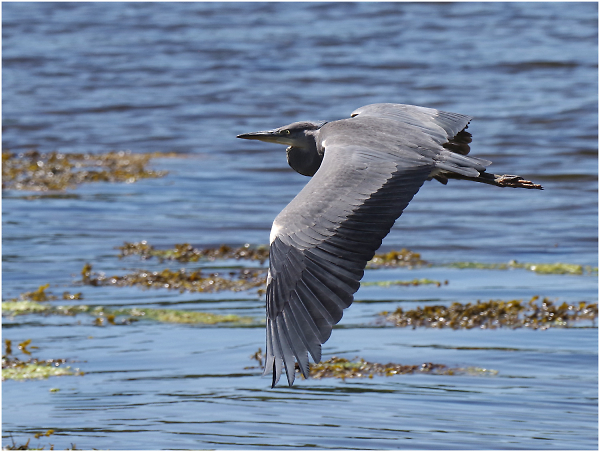 Heron Flying Away