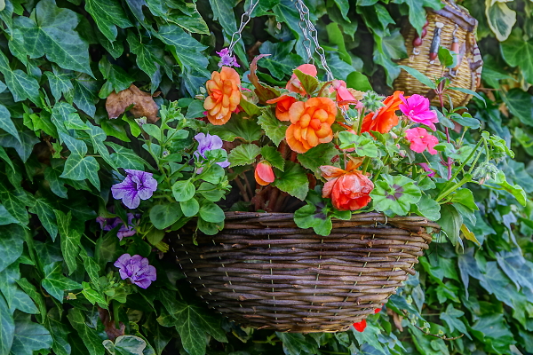 In my garden
