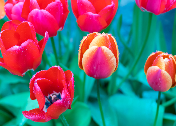 Late Tulips.