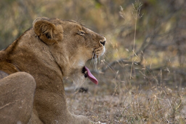 Lioness