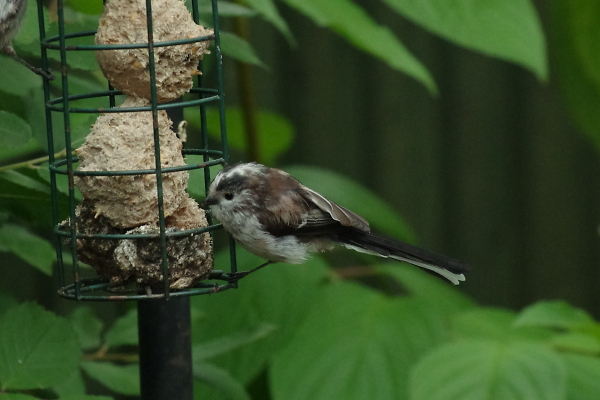 long tail tit