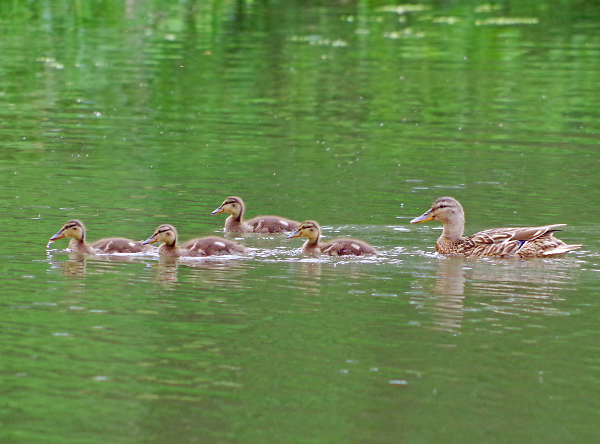 Mallard ducklings