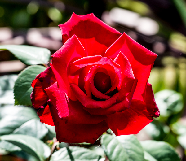 Rose, 'My Valentine'