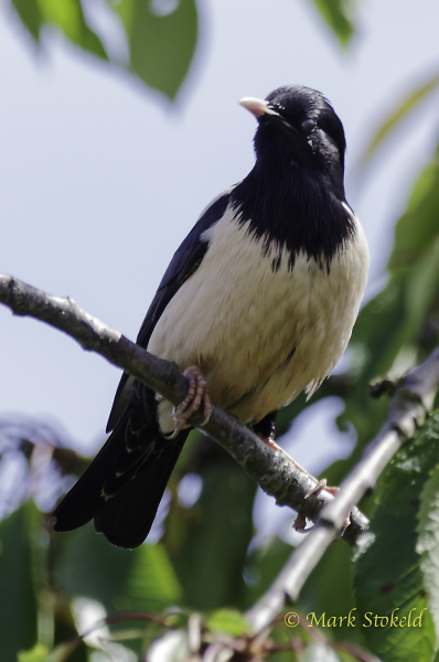 Rose-coloured starling