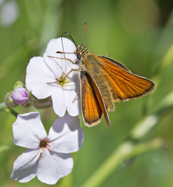 Small Skipper - female