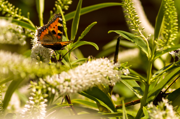 Small Tortoiseshell