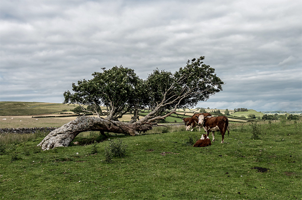 So hot, the trees are lying down!