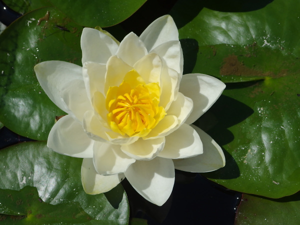 Water Lily