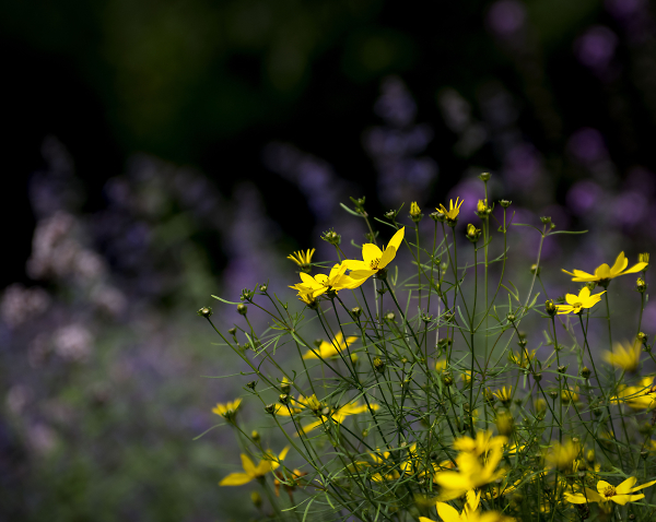 Wild flowers