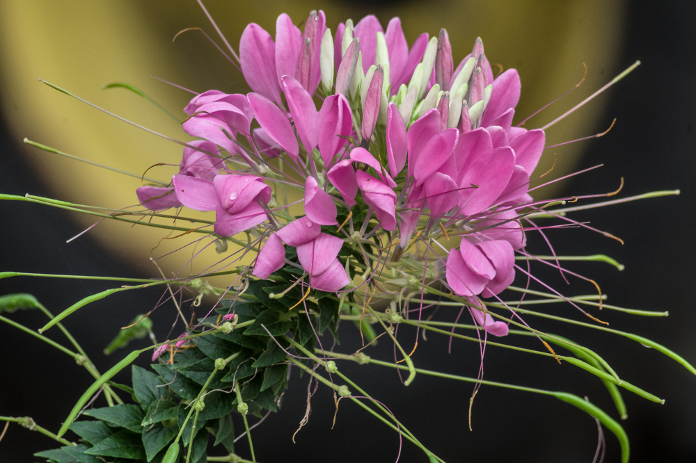 Spider Flower in Full "Burst"