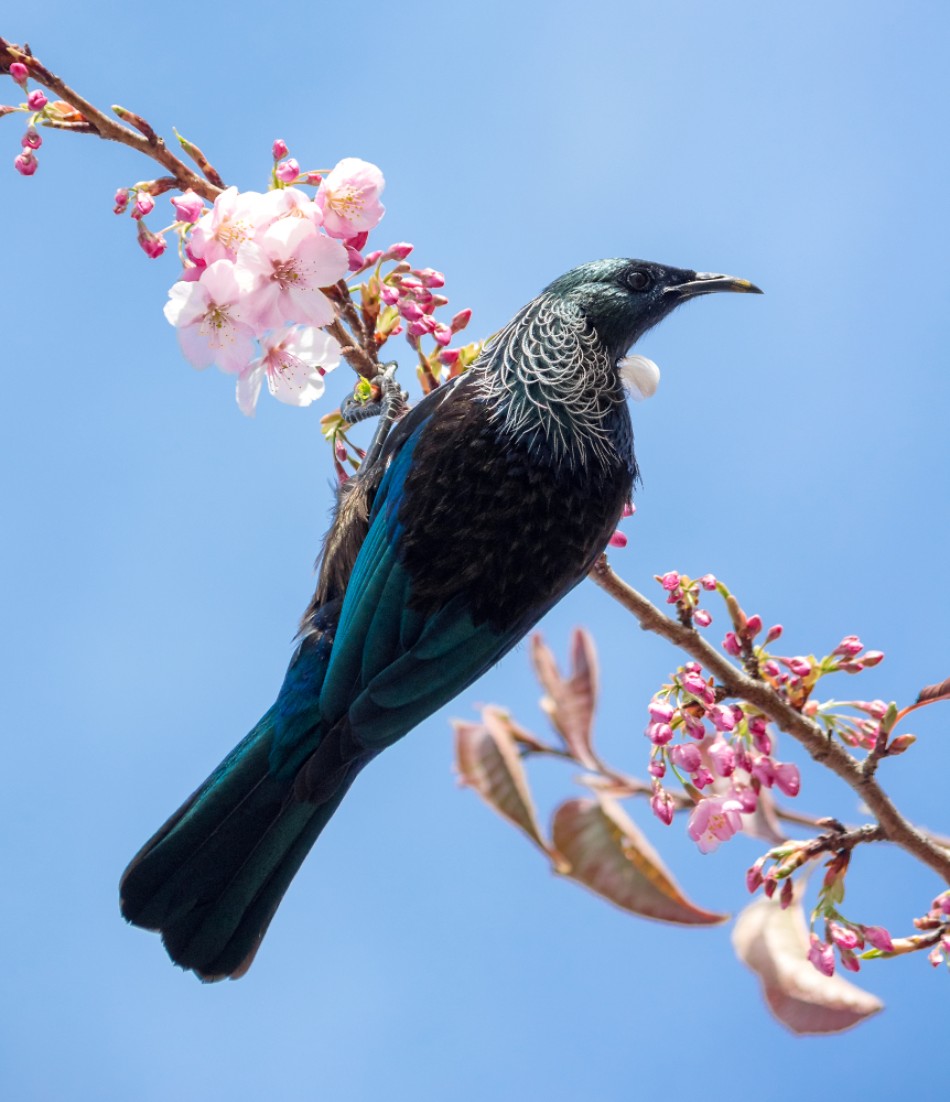 NZ Tui