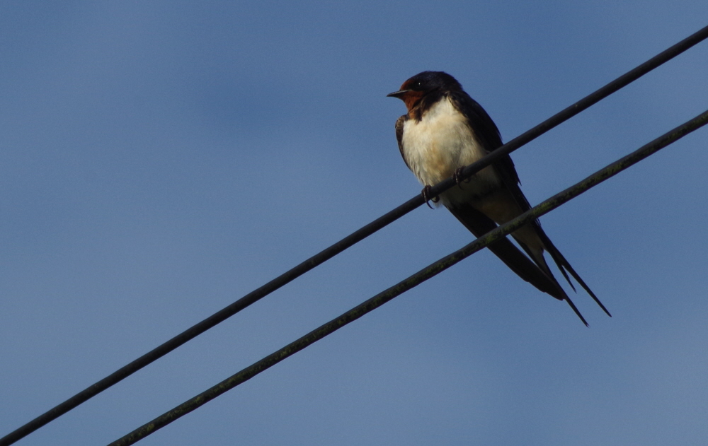 Swallow on Wires