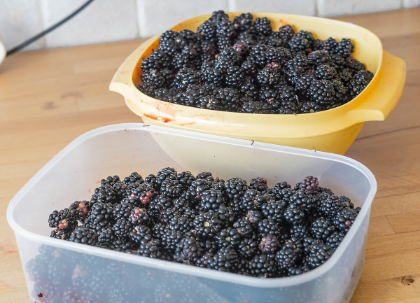 A late Summer afternoon's foraging