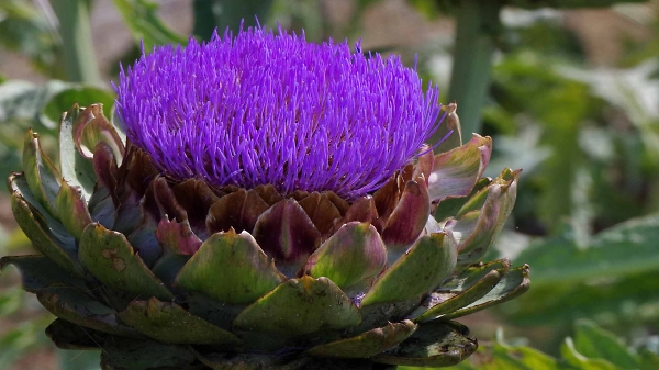 Artichoke-2