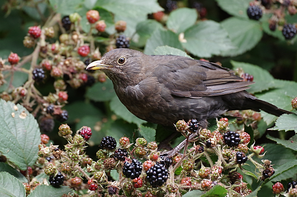 Autumn Feast