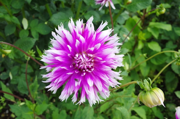 Beaulieu flower