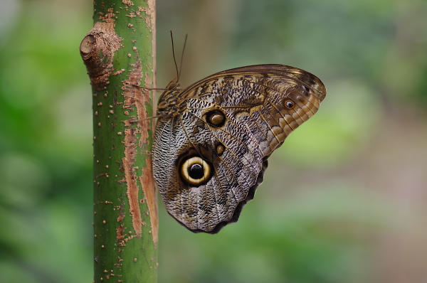 Butterfly house in Lancaster