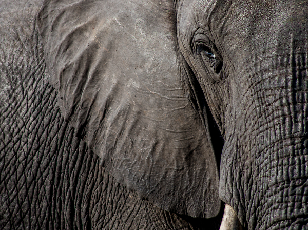 Close Encounter