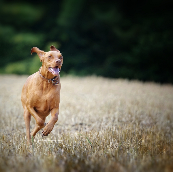 Dexter....on the run 😊😊