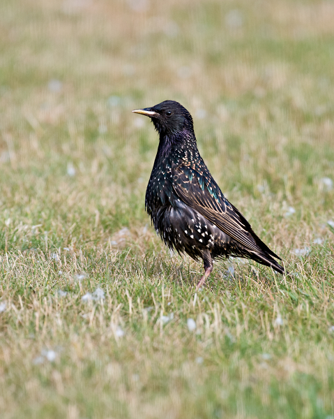 European starling