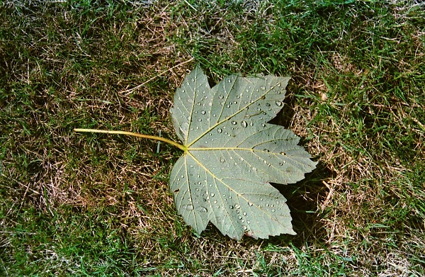 Fallen Leaf-- SF-7 TEST
