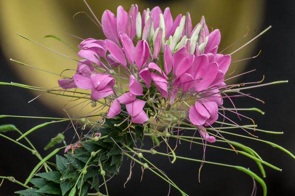 Spider Flower in Full 