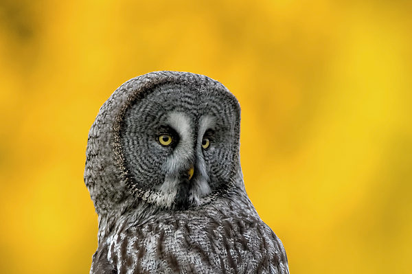 Great grey owl - one more time