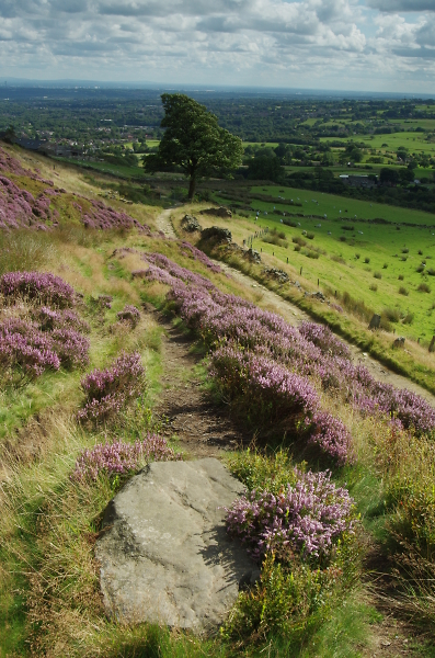 Holcombe Moor