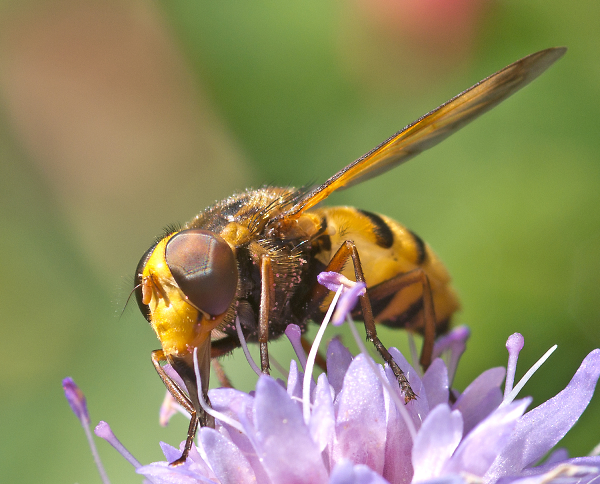 Hoverfly Volucella Inanis