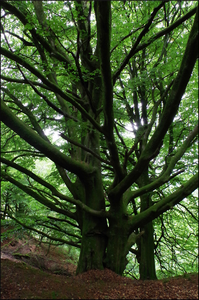 Huge Beech in Blackborough Woods