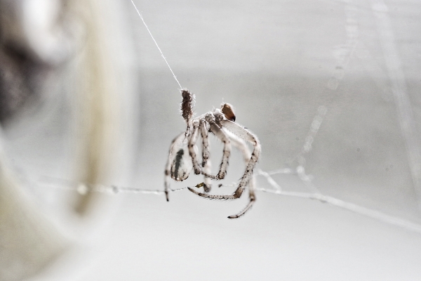 Male spider