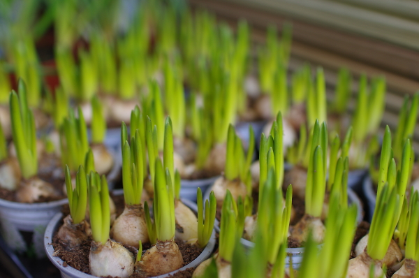 Plants