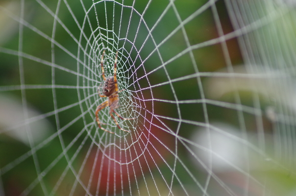 Spider on it's web