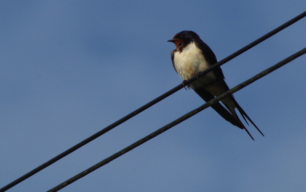 Swallow on Wires