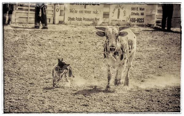 The Cowdog